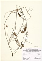 藏品(林氏茜草)的圖片